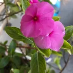 Flora