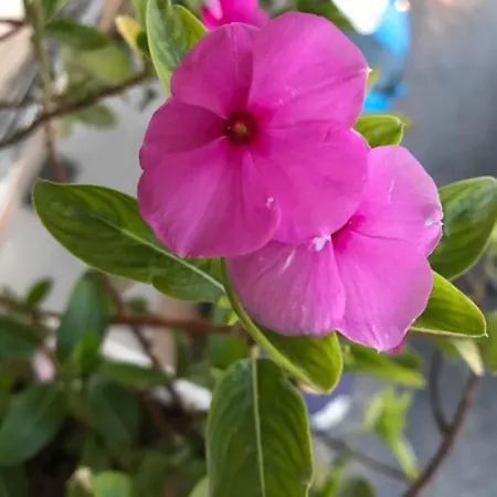 Flora